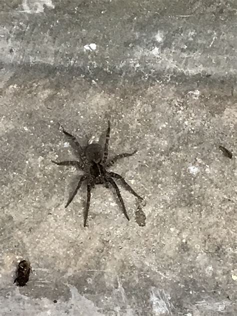 Black Wolf Spider Nj