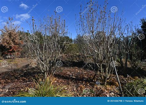 Hibiscus Syriacus (Rose of Sharon) Seeds. Malvaceae Deciduous Shrub ...