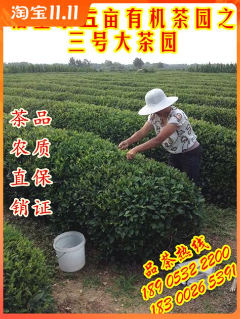 2021海青茶178豌豆香500g青岛胶南本地特产江北福星绿茶赛崂山茶_tb_3132681