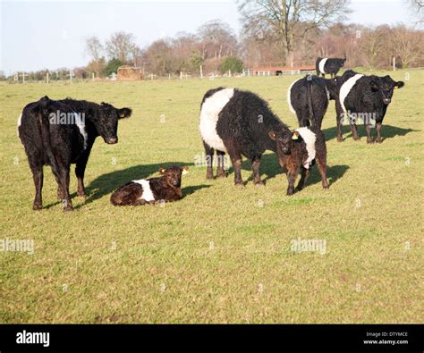 Rare breed Belted Galloway beef cattle herd at Lux farm, Kesgrave ...