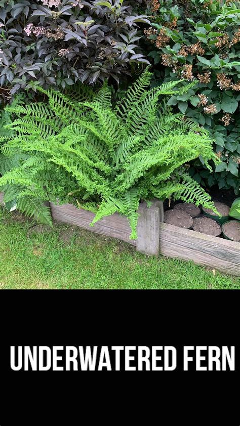 How often to water ferns calculator – Artofit