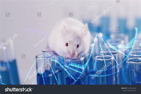 Image result for Mouse Genetics