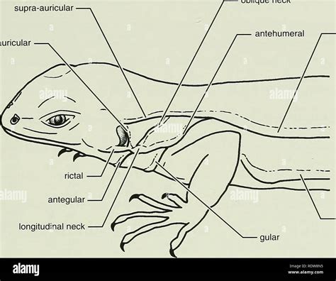 Image result for Python String Strip