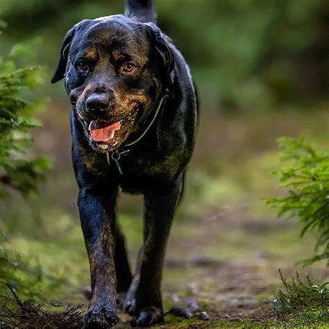 33 Incredible Rottweiler Mixes For Every Rottie Lover