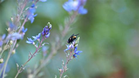 Image result for Spring Season Insects