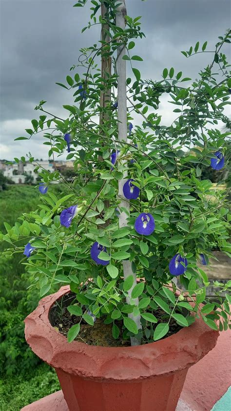 Wonderful butterfly blue pea tea and how to grow butterfly blue pea ...