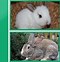 Image result for Rabbit vs Cat