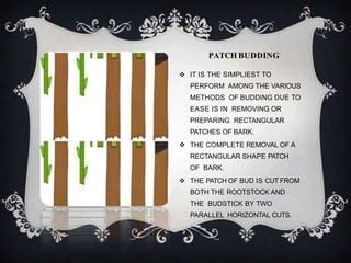 Image result for Methods of Budding