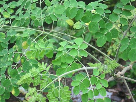 Malungay / Ben Oil Tree / Moringa oleifera: Philippine Herbal Medicine / Philippine Alternative ...