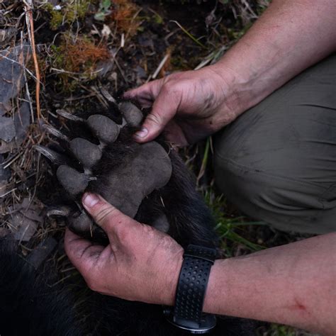 Black Bear Paws