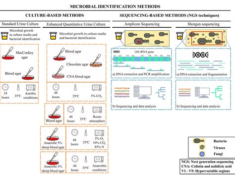 Frontiers | Urinary Microbiome: Yin and Yang of the Urinary Tract