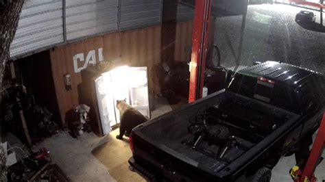 Ho0ey Badger Fridge 的图像结果