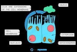 Protecting the Breathing System - Biology for GCSE/IGCSE - Class 10 PDF ...
