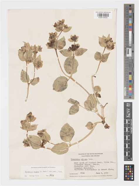 Mirabilis alipes (S.Watson) Pils | Plants of the World Online | Kew Science