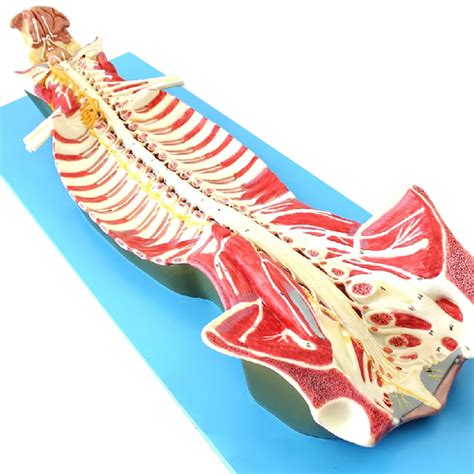 Buy Human Spine Spinal Canal Anatomical Model Spine Model Spine ...