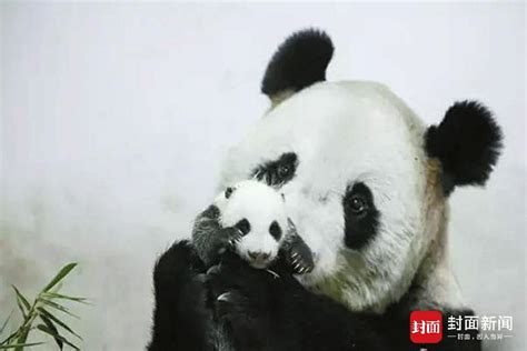 大熊猫屡发意外死亡 难逃“人祸”却不见追责