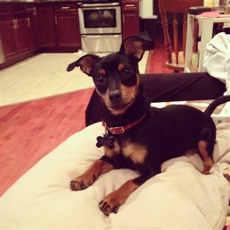 Miniature Doberman Pinscher Chihuahua Mix – PZWK