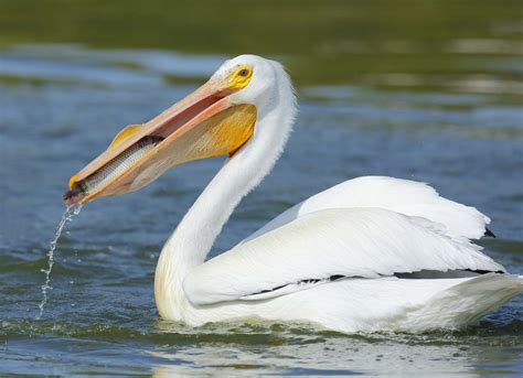 15 Unbelievable Birds With Big Beaks