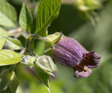 Deadly Nightshade Plant
