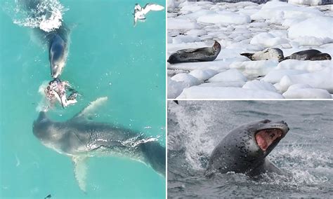 Leopard Seal Eating Human