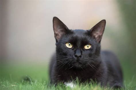 ¿Qué personas atraen a los gatos negros? | EL ESPECTADOR