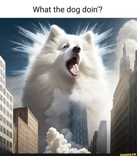 What the dog doin'? - iFunny