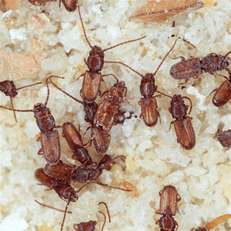 https://alluneedpest.com/wp-content/uploads/2023/09/how-to-get-rid-of-grain-beetles-768x768.png