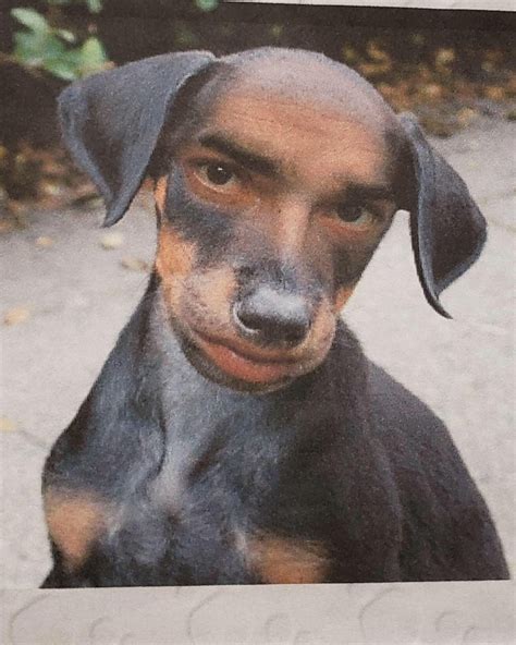 Here's an idea: reverse snapchat dog filters. Make dogs look like ...