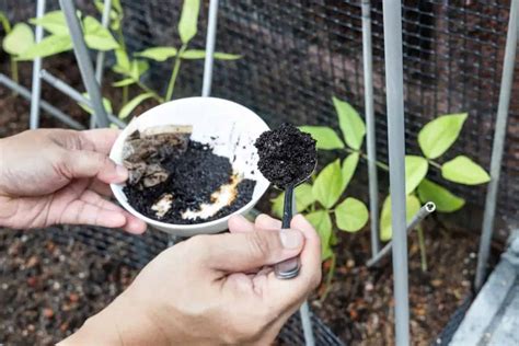 Why & How To Add Coffee Grounds To Your Blueberry Bushes