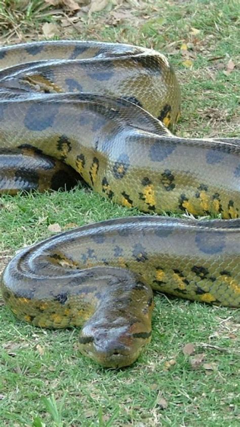The Biggest Snake In The World Real