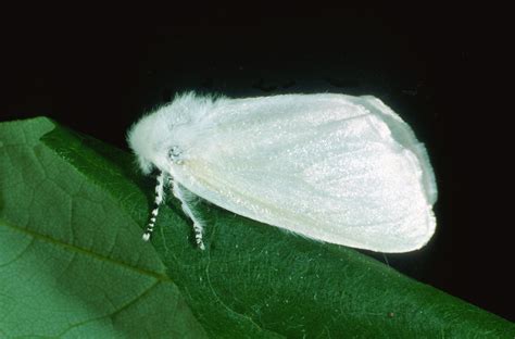 Satin moth