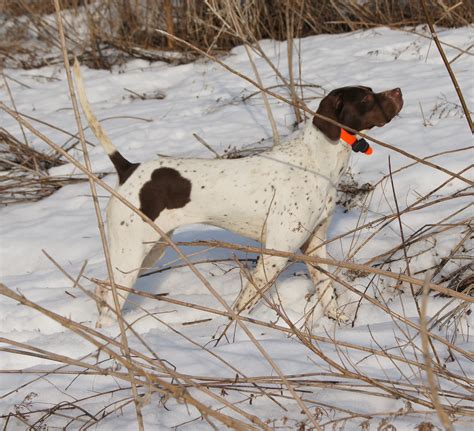 Pointer Dog in Action 的图像结果