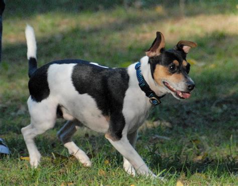 Rat Terrier - Puppies, Rescue, Pictures, Information, Temperament ...