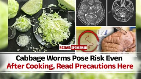 Health Alert: Cabbage Worms Pose Risk Even After Cooking, Read ...