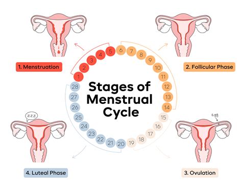 The four phases of a menstrual cycle – FrelaIndia