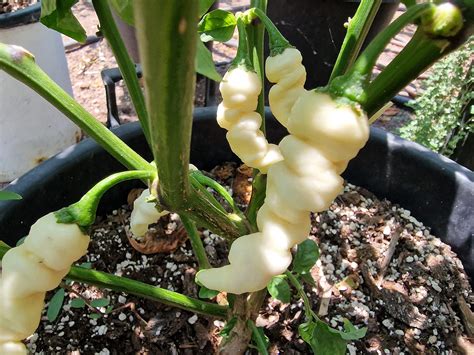 White Pepper Plant Gardens + Insects: Leaves Turning White And Papery