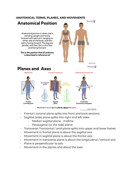 Anatomy+week+1 - week 1 notes anatomy - ANATOMICAL TERMS, PLANES, AND ...