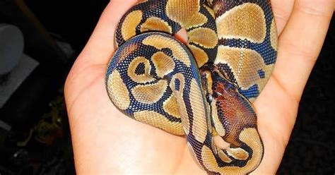 Image result for My First Ball Python