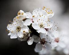 Image result for blossoming