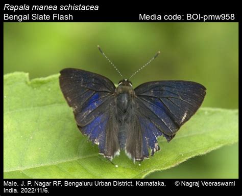 Rapala manea schistacea | Butterfly
