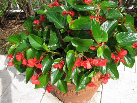 Dragon Wing Begonia Colors Dragon Wing Pink Begonia (Begonia), a heat ...