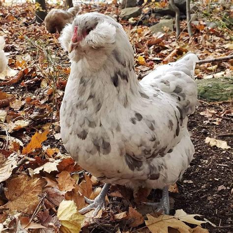 Top 7 American Chicken Breeds (Appearance, Temperament, Eggs)