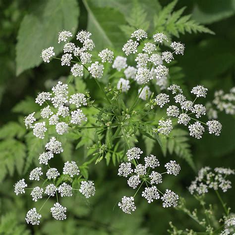 Hemlock sends Texan to ER. What to know about the toxic plant.