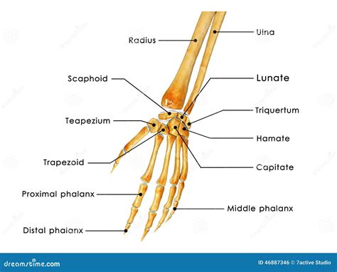 Wrist joint stock illustration. Illustration of fingers - 46887346