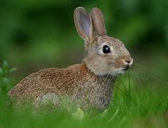 Image result for Cat and Rabbit Wallpaper