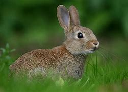 Image result for Wild Rabbit Photography