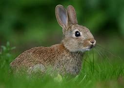 Image result for Wild Rabbit Side View