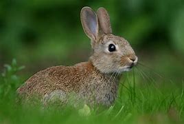 Image result for Baby Rabbit in Meadow