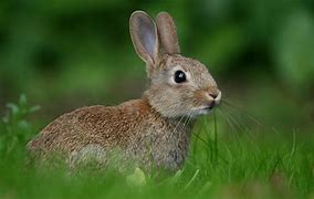 Image result for Spring Wildlife Bunnies