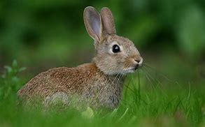 Image result for Rabbit in Thew Wild
